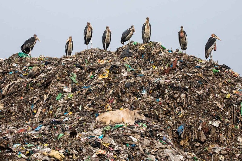 Bird Photographer of the Year 2021