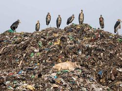 Terpukau Karya Juara Kontes Foto Burung