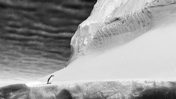 Pemenang kategori Black and White diraih oleh Renato Granieri. Foto: Bird Photographer of the Year