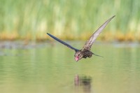 Bird Photographer of the Year 2021