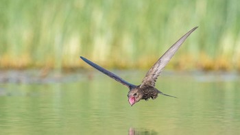 Pemenang kategori Birds in Flight diraih oleh Tzaji Finkelstein Foto: Bird Photographer of the Year
