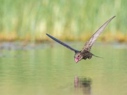 Terpukau Karya Juara Kontes Foto Burung