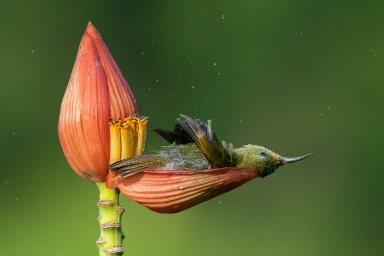 Bird Photographer of the Year 2021