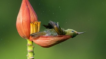 Pemenang kategori Bird Behavior diraih Mousam Ray Foto: Bird Photographer of the Year