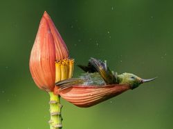 Terpukau Karya Juara Kontes Foto Burung