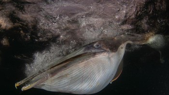 Best Portrait diraih olej Felipe Foncueva Foto: Bird Photographer of the Year