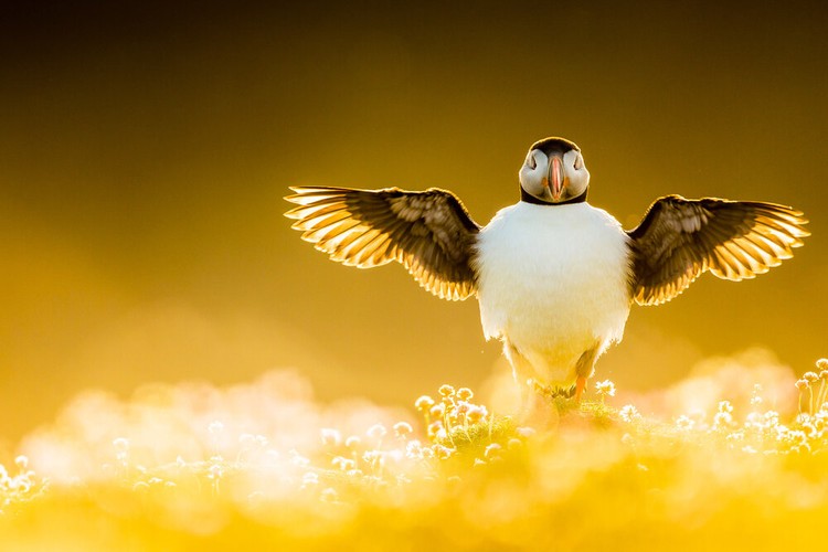 Bird Photographer of the Year 2021