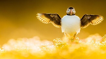 Best Portfolio diraih ileh Kevin Morgans. Foto: Bird Photographer of the Year