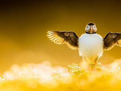 Terpukau Karya Juara Kontes Foto Burung