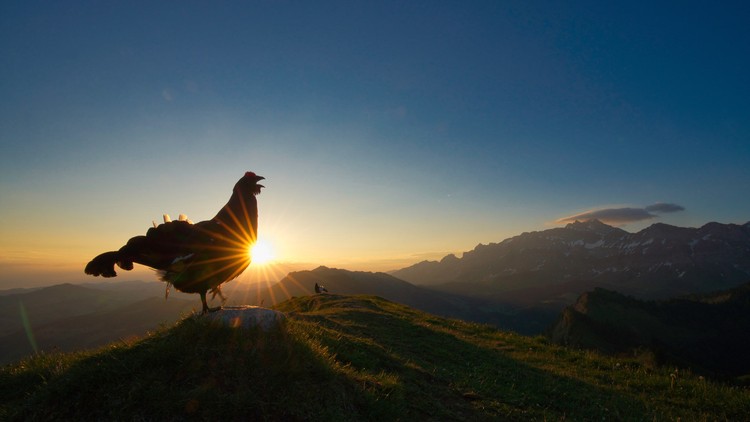 Bird Photographer of the Year 2021