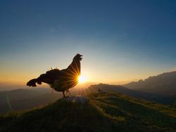 Terpukau Karya Juara Kontes Foto Burung