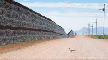 Pemenang utama dan Bird Photographer of the Year 2021 diraih oleh Alejandro Prieto. Foto: Bird Photographer of the Year