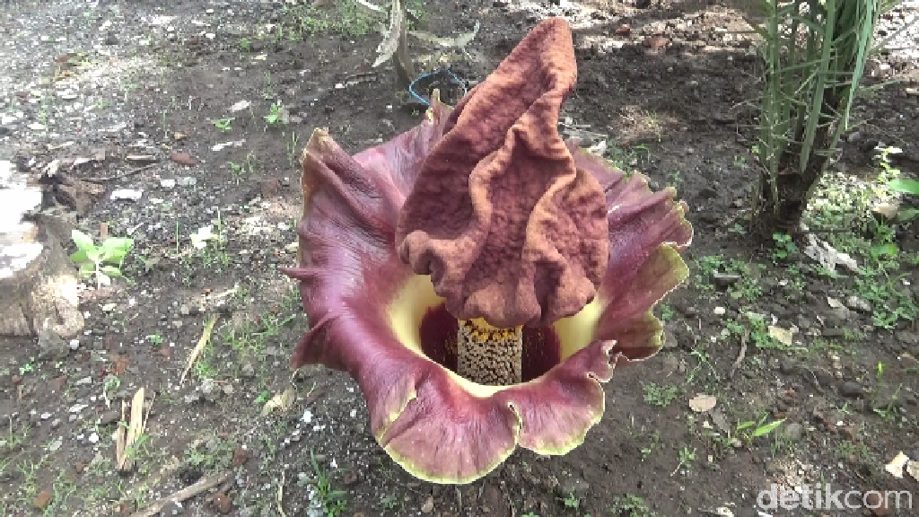 Fakta Bunga Rafflesia Arnoldii, Apakah Sama dengan Bunga Bangkai?