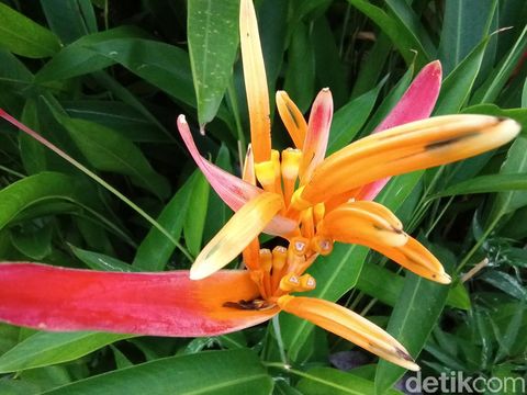 Hasil foto Infinix Zero X Pro