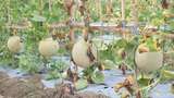 Melon Mbegidak, Hasil Urban Farming Lamongan yang Kualitasnya Swalayan