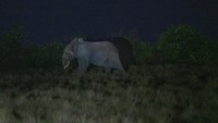 Laporan terbaru dari hasil tersebut adalah sensus gajah nasional pertama di Gabon dalam 30 tahun. Hanya 14 persen dari habitat gajah di negara itu yang telah disurvei dalam dekade terakhir.   