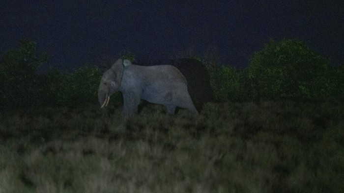 Menyusuri Benteng Terakhir Gajah Hutan Afrika yang Terancam Punah A rare forest elephant is photographed in Gabon's Pongara National Park forest, on March 9, 2020. Gabon holds about 95,000 African forest elephants, according to results of a survey by the Wildlife Conservation Society and the National Agency for National Parks of Gabon, using DNA extracted from dung. Previous estimates put the population at between 50,000 and 60,000 or about 60% of remaining African forest elephants. (AP Photo/Jerome Delay)