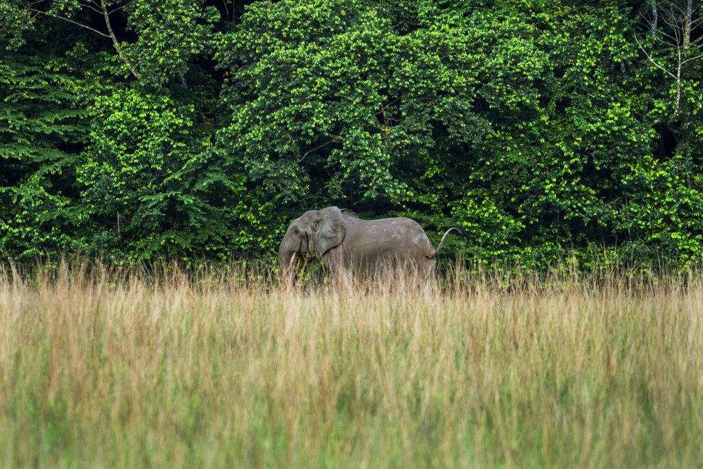 Park rangers and researchers search for elephants in Gabon's Pongara National Park forest, on March 13, 2020. Gabon holds about 95,000 African forest elephants, according to results of a survey by the Wildlife Conservation Society and the National Agency for National Parks of Gabon, using DNA extracted from dung. Previous estimates put the population at between 50,000 and 60,000 or about 60% of remaining African forest elephants. (AP Photo/Jerome Delay)