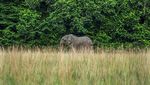 Menyusuri Benteng Terakhir Gajah Afrika yang Terancam Punah
