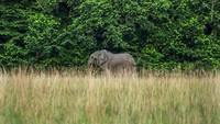 Menghitung gajah hutan adalah tantangan yang jauh lebih besar daripada mengamati gajah sabana yang tinggal di dataran dari udara.   