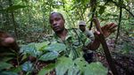 Menyusuri Benteng Terakhir Gajah Afrika yang Terancam Punah
