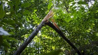 Tim berjalan dengan susah payah melalui petak-petak sabana, semak belukar, lahan basah berhutan lebat dan sungai. Mereka mengikuti jejak gajah yang ditandai oleh cabang-cabang pohon yang patah, tumpukan kotoran tua dan jejak kaki, mencari kotoran segar.  