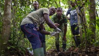 Dilansir dari AP News, Hingga kini menurut survey yang dilakukan Wildlife Conservation Society yang berbasis di New York dan Taman Nasional Gabon,  menyimpulkan bahwa negara Afrika tengah menampung sekitar 95 ribu gajah hutan.   