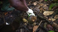 Jejak kotoran mereka untuk mencari materi genetik menjadi solusinya. Selama tiga tahun, tim peneliti akan menghabiskan satu bulan di semak-semak, berjalan 12 kilometer sehari mencari sampel kotoran gajah.  