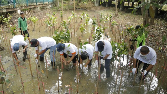 Penanaman Mangrove oleh BUMN PT Pupuk Indonesia