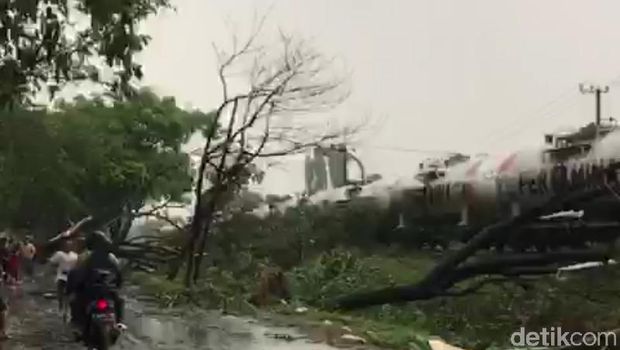 pohon tumbang di pasuruan