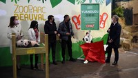 Panda, yang memiliki nama latin Ailuropoda melanoleuca, merupakan hewan asli Tiongkok dan masuk ke dalam famili beruang. Hewan ini hidup di hutan-hutan pegunungan selatan China dan bisa bertahan hidup dengan memakan bambu.  