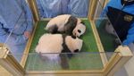 Potret Gemas Bayi Panda, Anak Baptisnya Kylian Mbappe