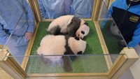 Dua bayi panda yang bernama Yuandudu dan Huanlili itu lahir pada musim panas 2021. Keduanya lahir dari pasangan panda, yakni Huan Huan dan Yuan Zi, yang dikirim pemerintah Republik Rakyat China ke Prancis pada 2012.