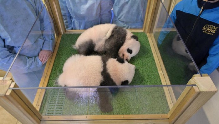 Gold medalist in 10-metre synchronised diving at the Tokyo OlympicsChina's Zhang Jiaqi (R) and French footballer Kylian Mbappe (L) pose with the two panda twins born last August 2 during a ceremony to reveal their final Chinese names at The Beauval Zoo in Saint-Aignan-sur-Cher, central France on November 18, 2021. - Kylian Mbappe and China's Zhang Jiaqi are the godparents of the panda cubs, named Yuandudu and Huanlili. (Photo by GUILLAUME SOUVANT / AFP)