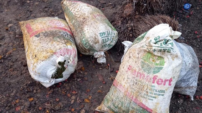 Sawit yang dicuri warga di Riau (dok. Istimewa)