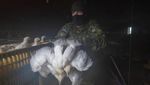 Momen Tentara Kanada Selamatkan Puluhan Ribu Ekor Ayam dari Banjir