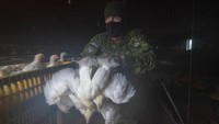 Ayam-ayam tersebut dipindahkan dari kandangnya dengan wadah boks agar lebih mudah dievakuasi dengan alat berat.