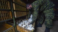 Pasukan militer Kanada diterjunkan untuk penanganan banjir, salah satu tugasnya adalah untuk mengevakuasi puluhan ribu ayam dari peternakan ayam di Abbotsford, British Columbia.