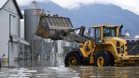 Anggota Pasukan Kanada tiba dengan buldozer untuk membantu memindahkan sekitar 30.000 ayam di sebuah peternakan ayam di Abbotsford, British Columbia.