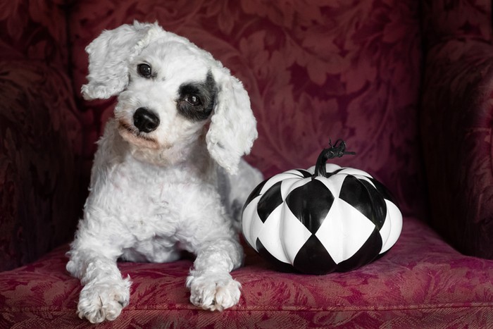 White dog with black eye spot laying with black and white pumpkin on chair inside