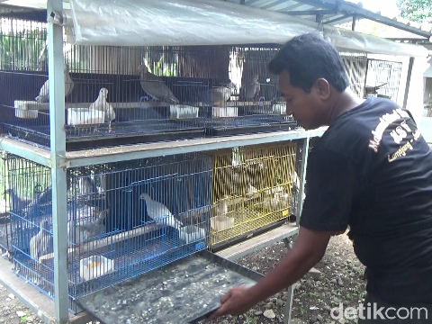 Hobi yang menjadi pintu rezeki. Mahmud Fahrozi (43) warga Desa Banyu Putih Kidul, Kecamatan Jatiroto, Lumajang meraup cuan dengan membudidayakan burung puter pelung.