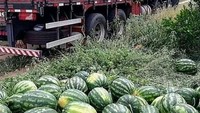 Panen semangka! Semangka segar yang baru saja dipanen ini akan segera dikirim ke penjual buah. Tetapi susunannya yang begitu rapi sepertinya butuh waktu lebih hingga semangka-semangka tersebut siap dikirim. Foto: Istimewa