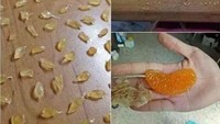 Biasanya, saat makan jeruk sering dilakukan dengan melahap satu atau beberapa potong jeruk sekaligus. Tetapi seseorang dengan waktu luang yang begitu banyak ini justru memisahkan setiap bulir jeruknya satu per satu. Foto: Istimewa