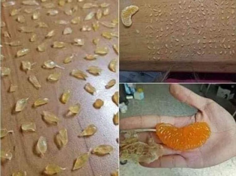 Iseng! 10 Aksi Netizen Kurang Kerjaan Saat Kupas Kuaci hingga Susun Semangka