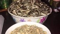 Ukurannya yang kecil membuat makan kuaci menjadi begitu melelahkan saat harus mengupas kulitnya satu persatu. Punya kesabaran yang begitu tinggi, netizen ini justru berhasil mengupas semangkok penuh kuaci. Foto: Istimewa