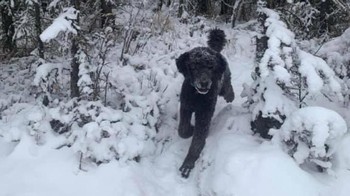 Ada melihat orang atau anjing yang berlari? Foto: IndiaTimes