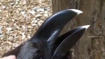 Gagak atau kelinci di foto ini? Foto: IndiaTimes