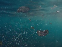 Plastik Bisa Bikin Air Jadi Beracun dan Membunuh Hewan, Wilayah Ini Buktinya