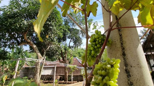 Kampung anggur Rongkop Gunungkidul DIY