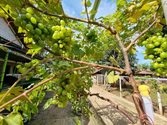 Kampung anggur Rongkop Gunungkidul DIY